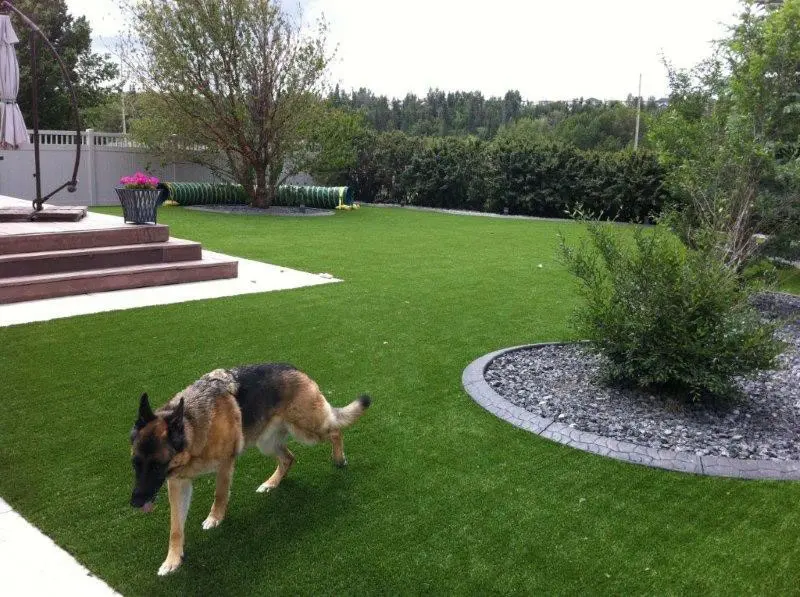 Classic 30 artificial lawn has a natural appearance and pets love it