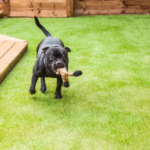 Artificial grass is safe from dog damage if installed properly