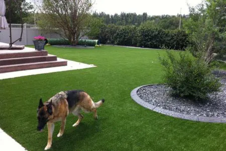 Next Generation artificial lawn products are pet friendly