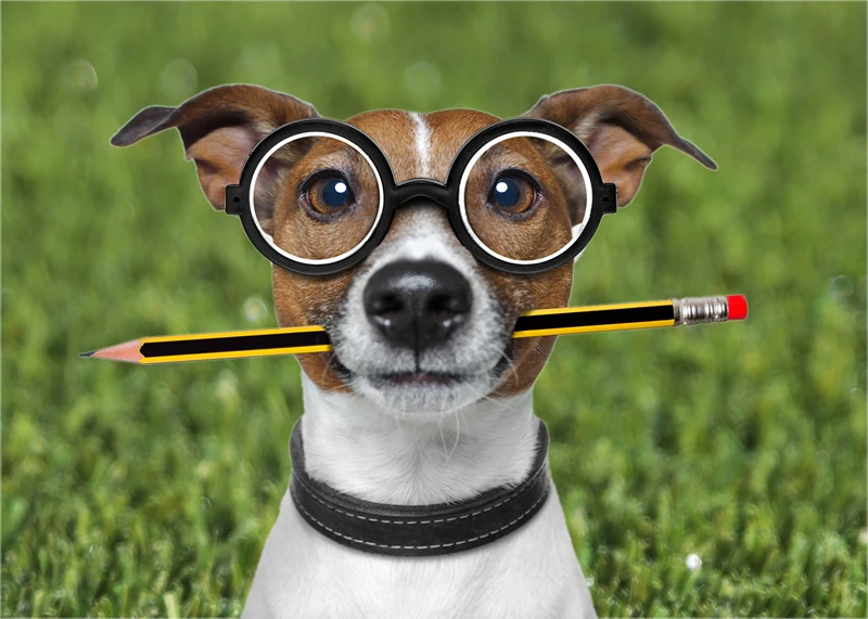 Dog dressed up as scientist on ideal pet friendly artificial grass